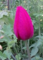 tulpe